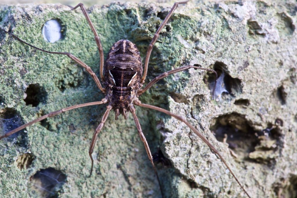 Metaphalangium sp. (Phalangiidae)